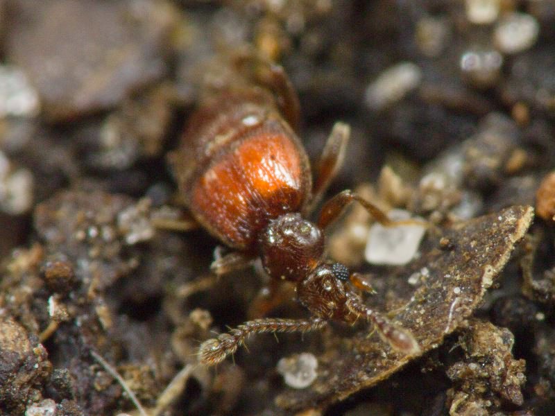 Brachygluta haematica (Reichenbach, 1816)